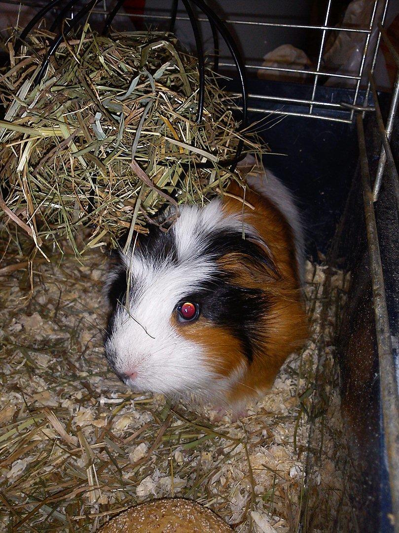 billeder af mine smukke dyr billede 19