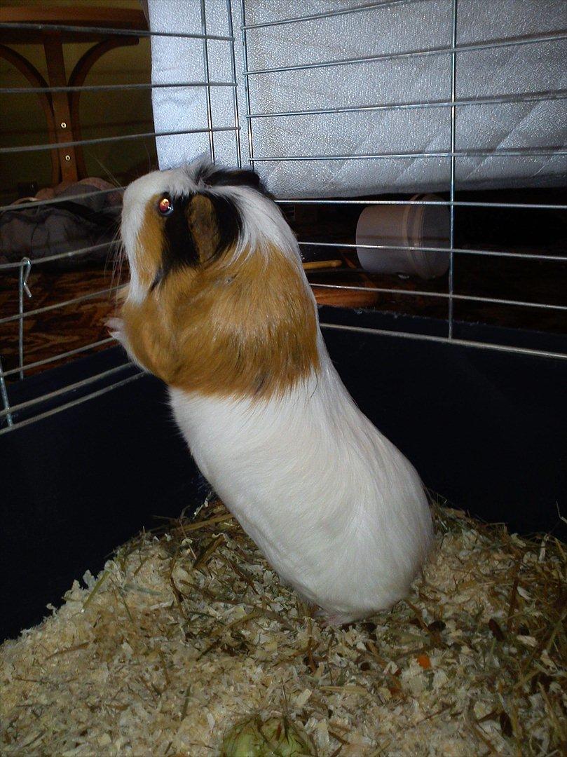 billeder af mine smukke dyr billede 20