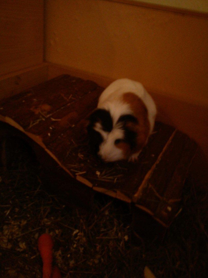 billeder af mine smukke dyr billede 21