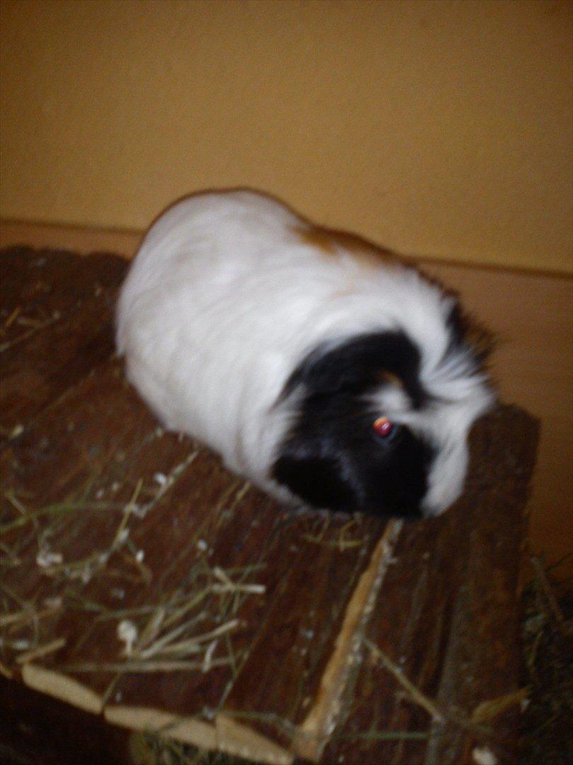 billeder af mine smukke dyr billede 22