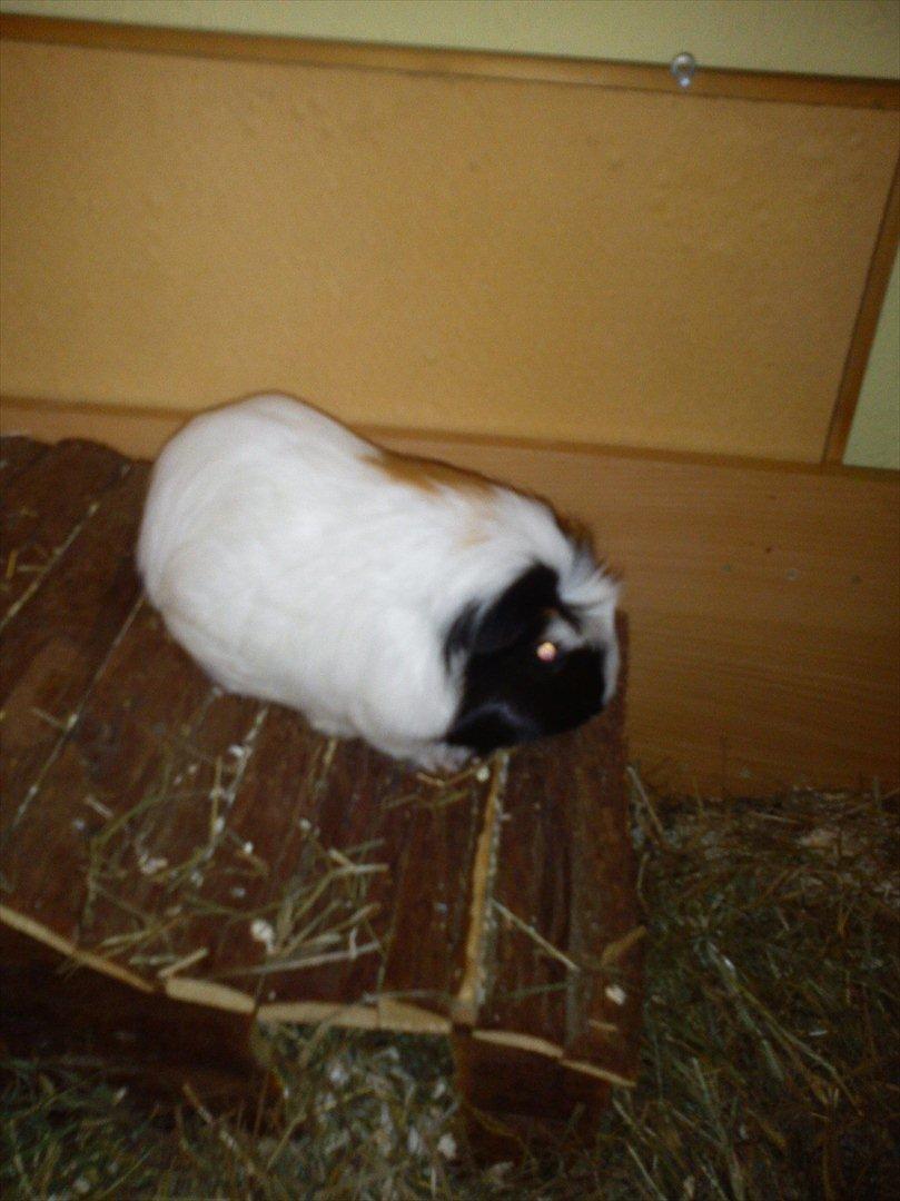 billeder af mine smukke dyr billede 23