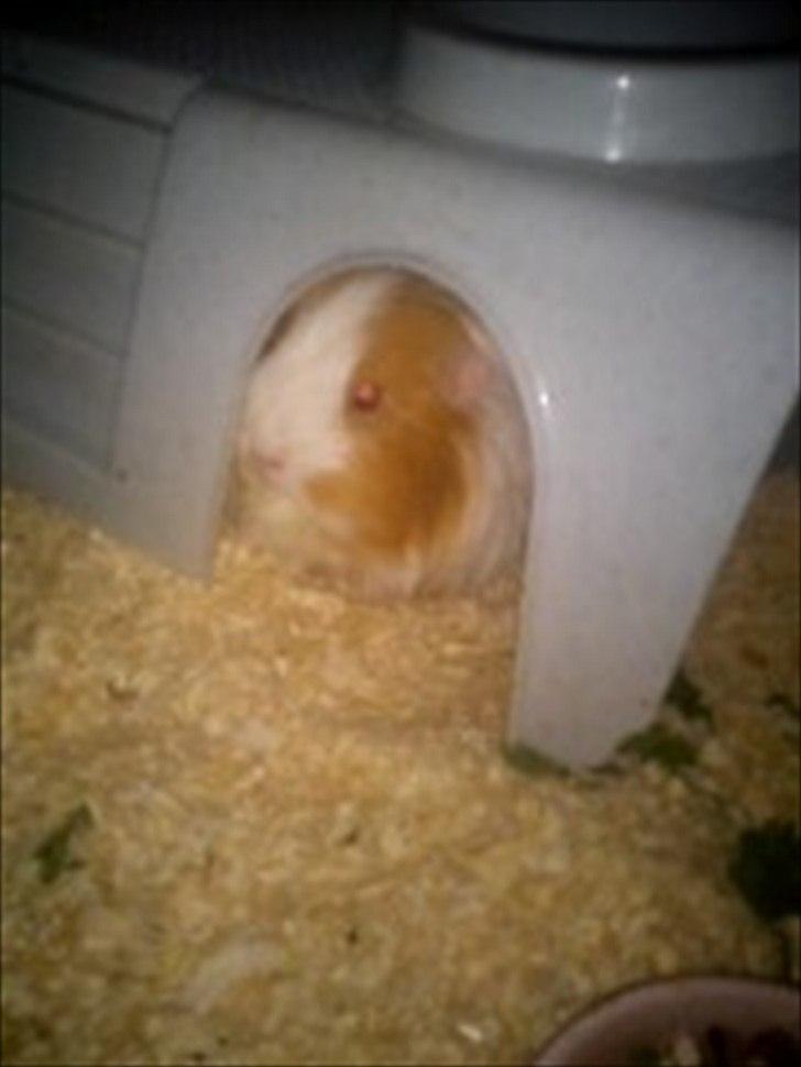 billeder af mine smukke dyr billede 24