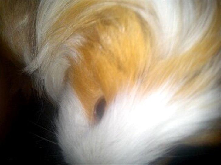 billeder af mine smukke dyr billede 25