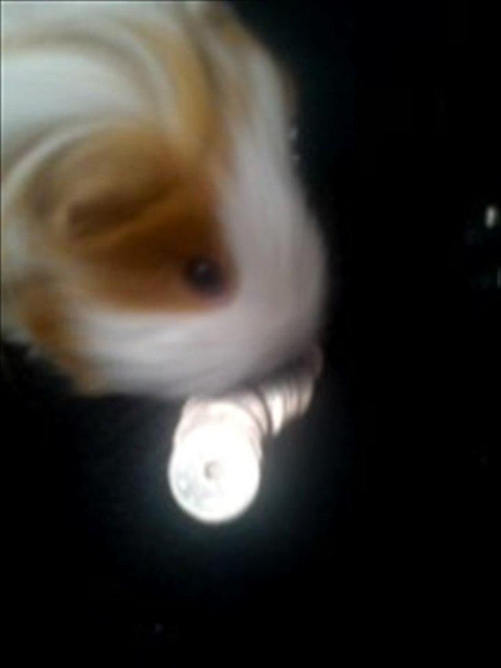 billeder af mine smukke dyr billede 26