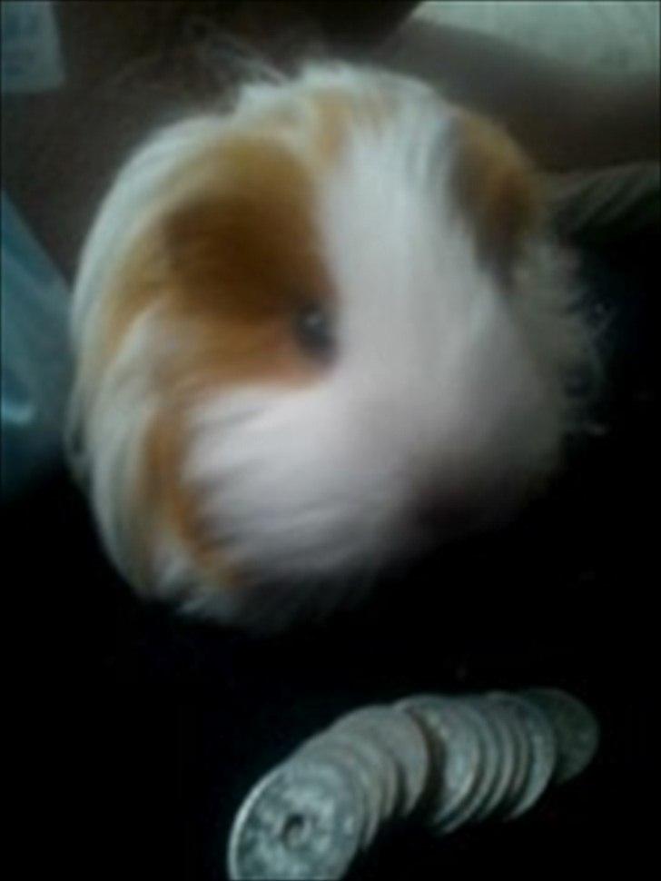 billeder af mine smukke dyr billede 27