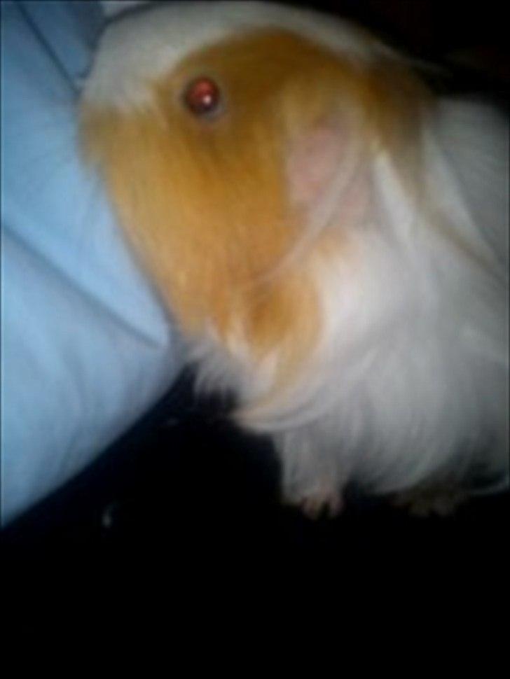 billeder af mine smukke dyr billede 28