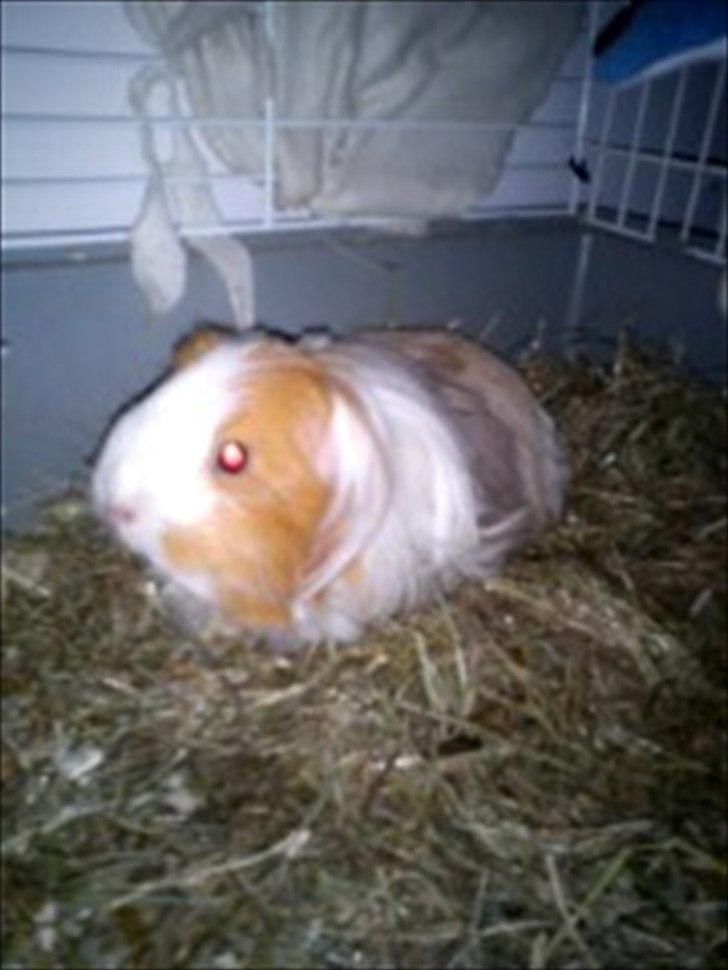 billeder af mine smukke dyr billede 29