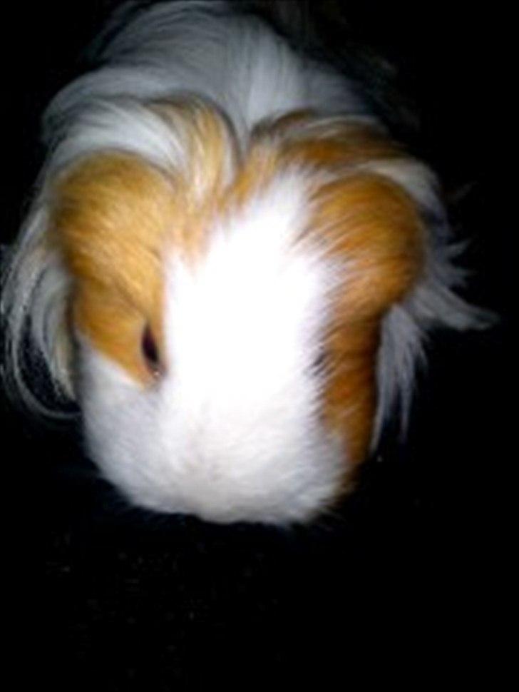 billeder af mine smukke dyr billede 30