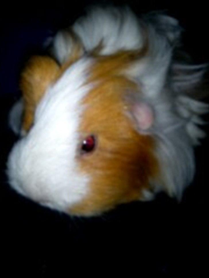 billeder af mine smukke dyr billede 31