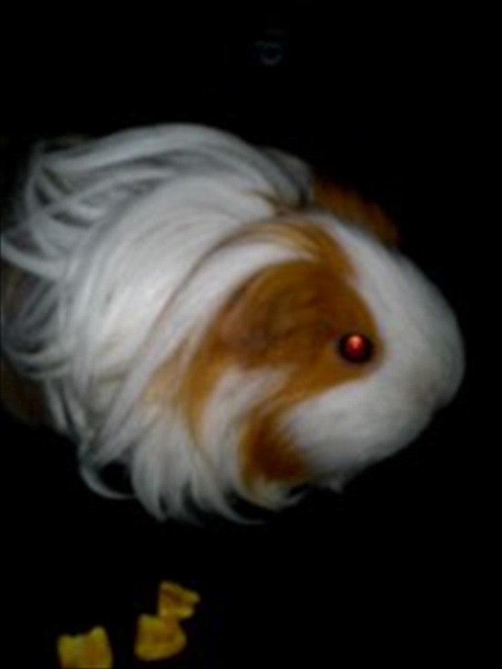 billeder af mine smukke dyr billede 32