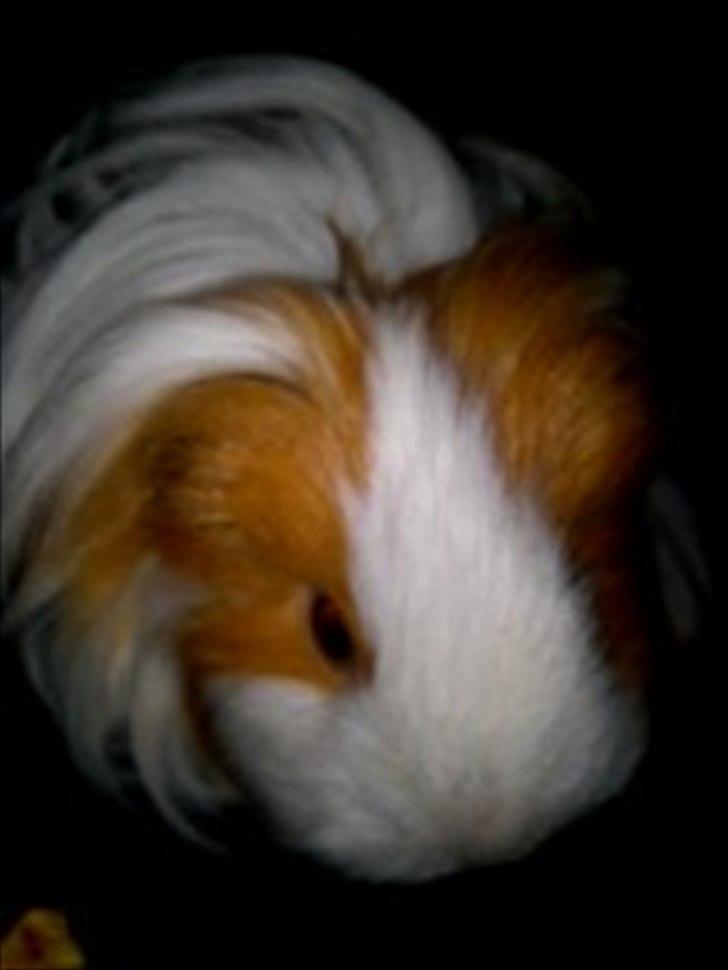 billeder af mine smukke dyr billede 33