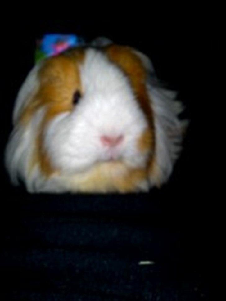 billeder af mine smukke dyr billede 34