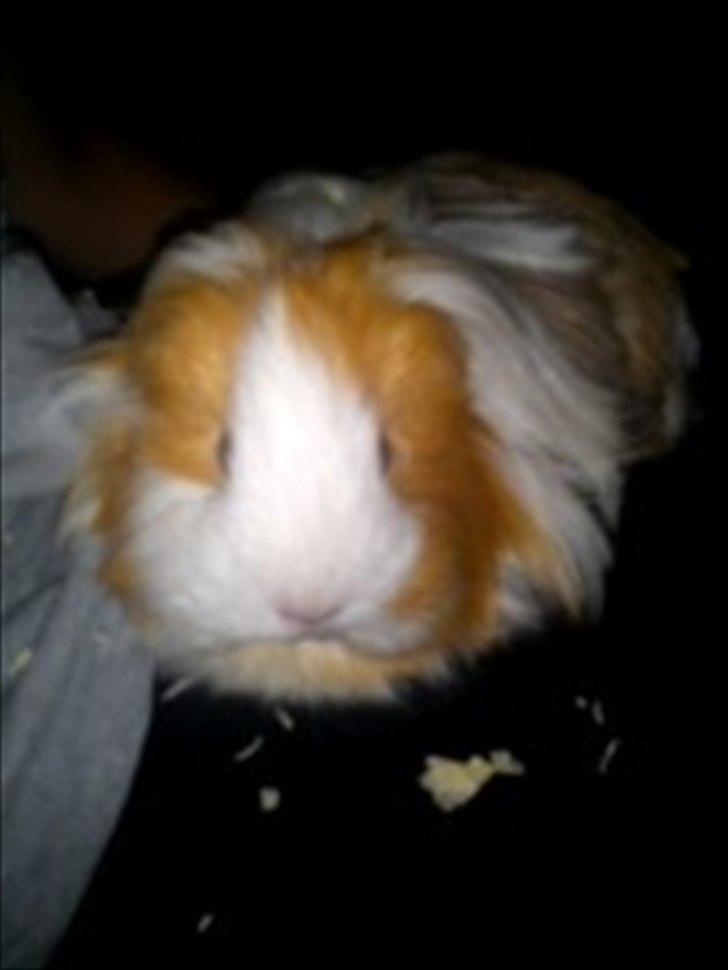 billeder af mine smukke dyr billede 35