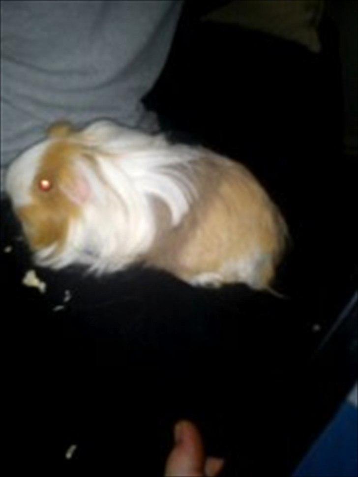 billeder af mine smukke dyr billede 36