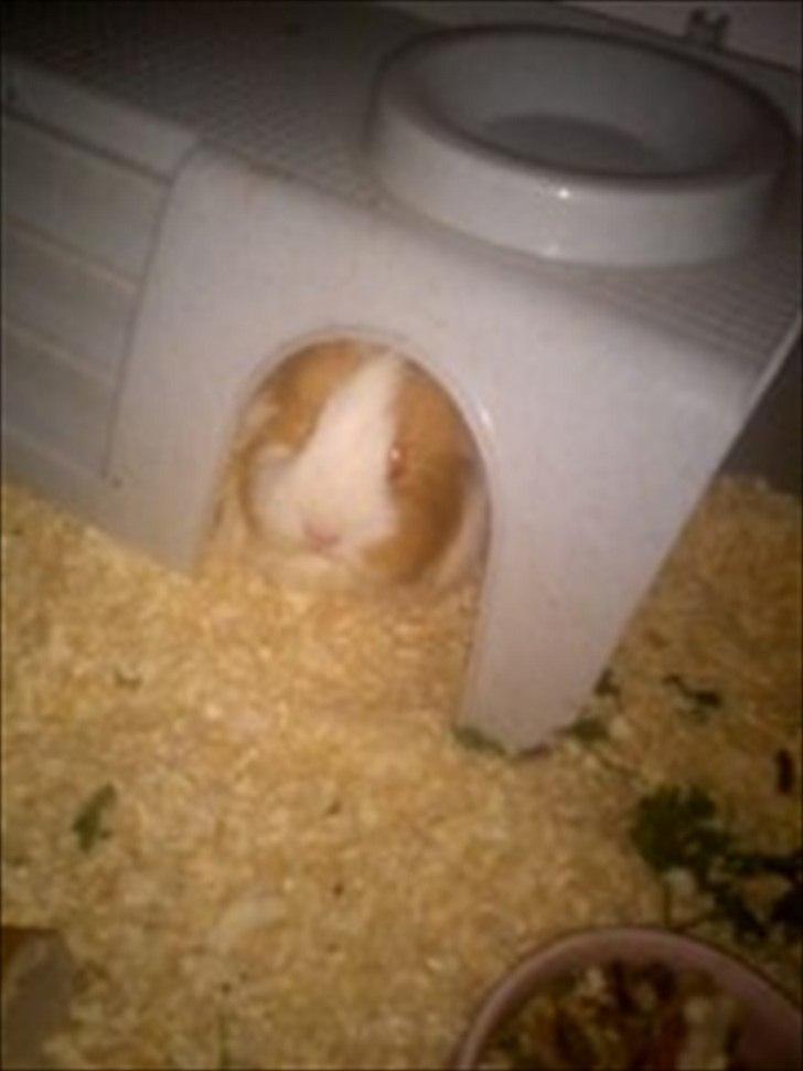 billeder af mine smukke dyr billede 37