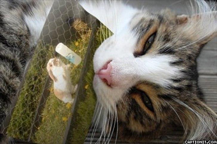 nolge bileder jeg har lavet billede 27