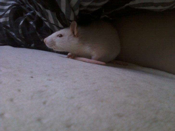 Mine lækre piger. <3 billede 1