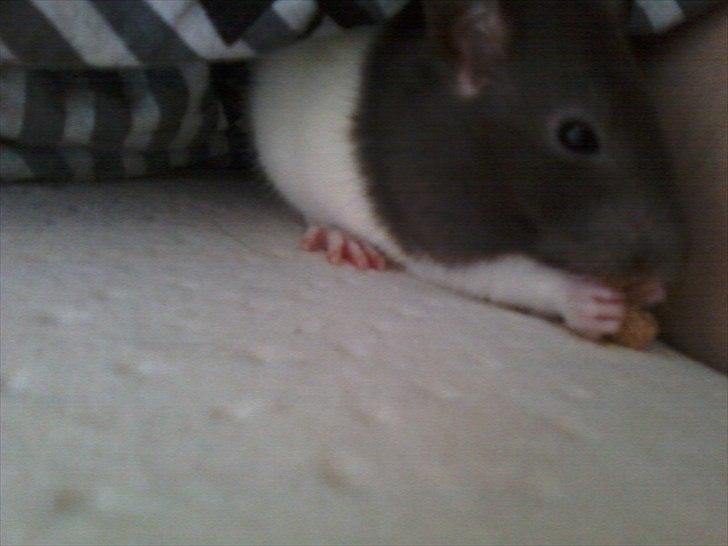 Mine lækre piger. <3 billede 2