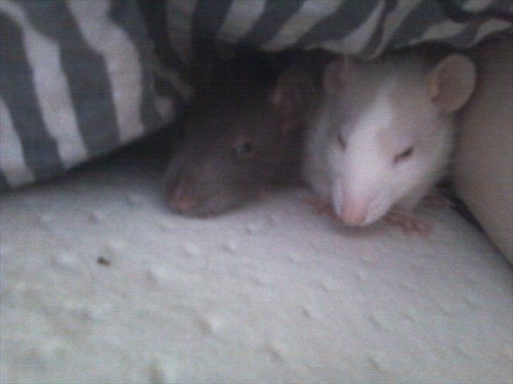 Mine lækre piger. <3 billede 3