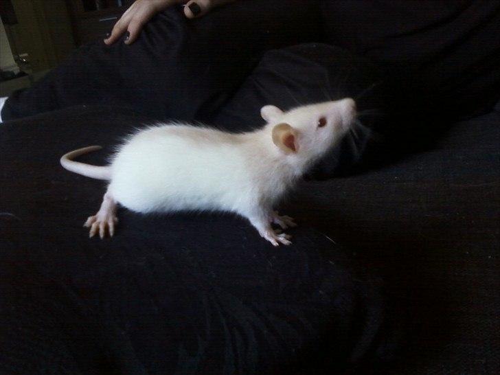 Mine lækre piger. <3 billede 4