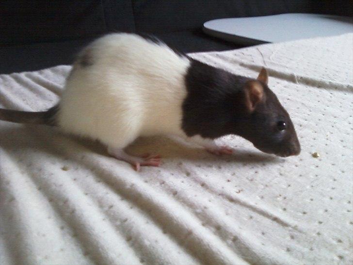 Mine lækre piger. <3 billede 5