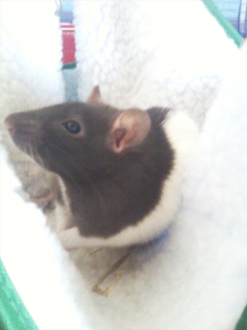 Mine lækre piger. <3 billede 6