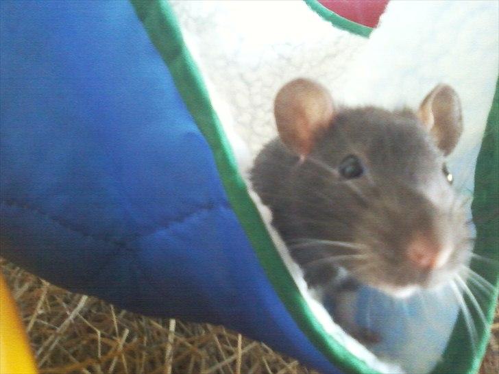 Mine lækre piger. <3 billede 7