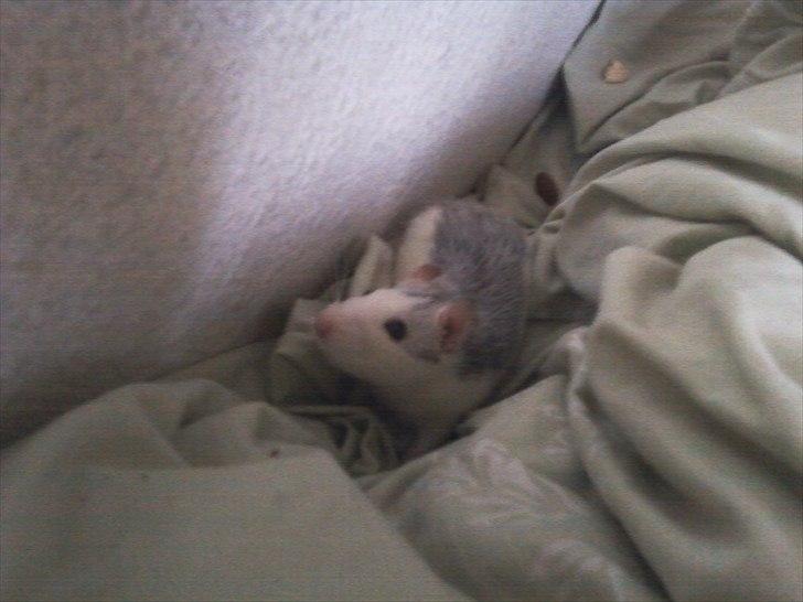 Mine lækre piger. <3 billede 8