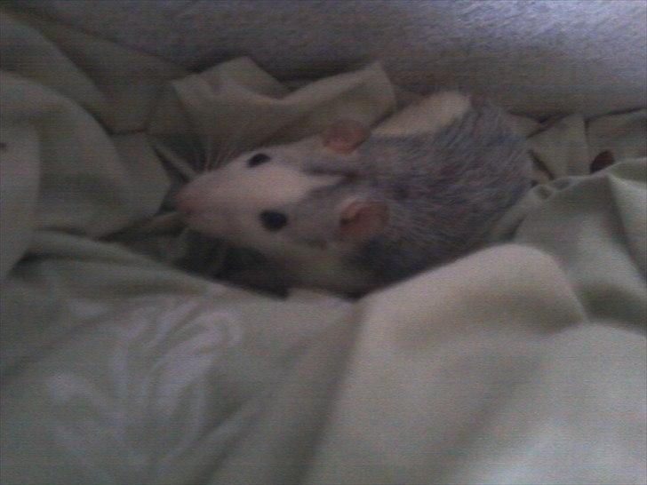 Mine lækre piger. <3 billede 9