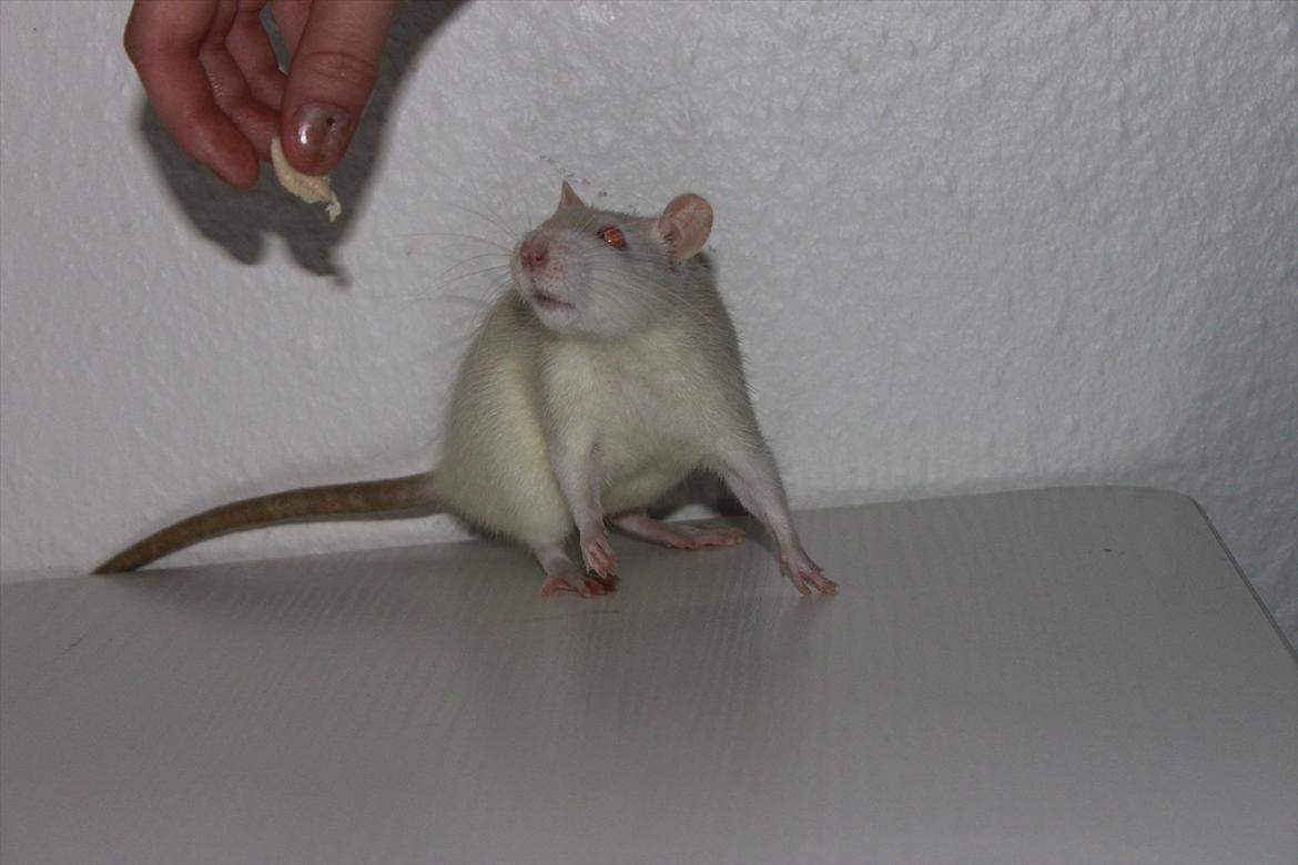 Mine lækre piger. <3 billede 10