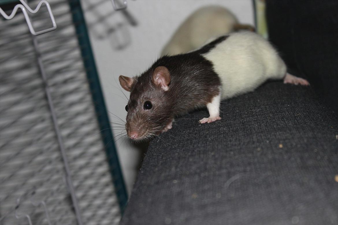 Mine lækre piger. <3 billede 11