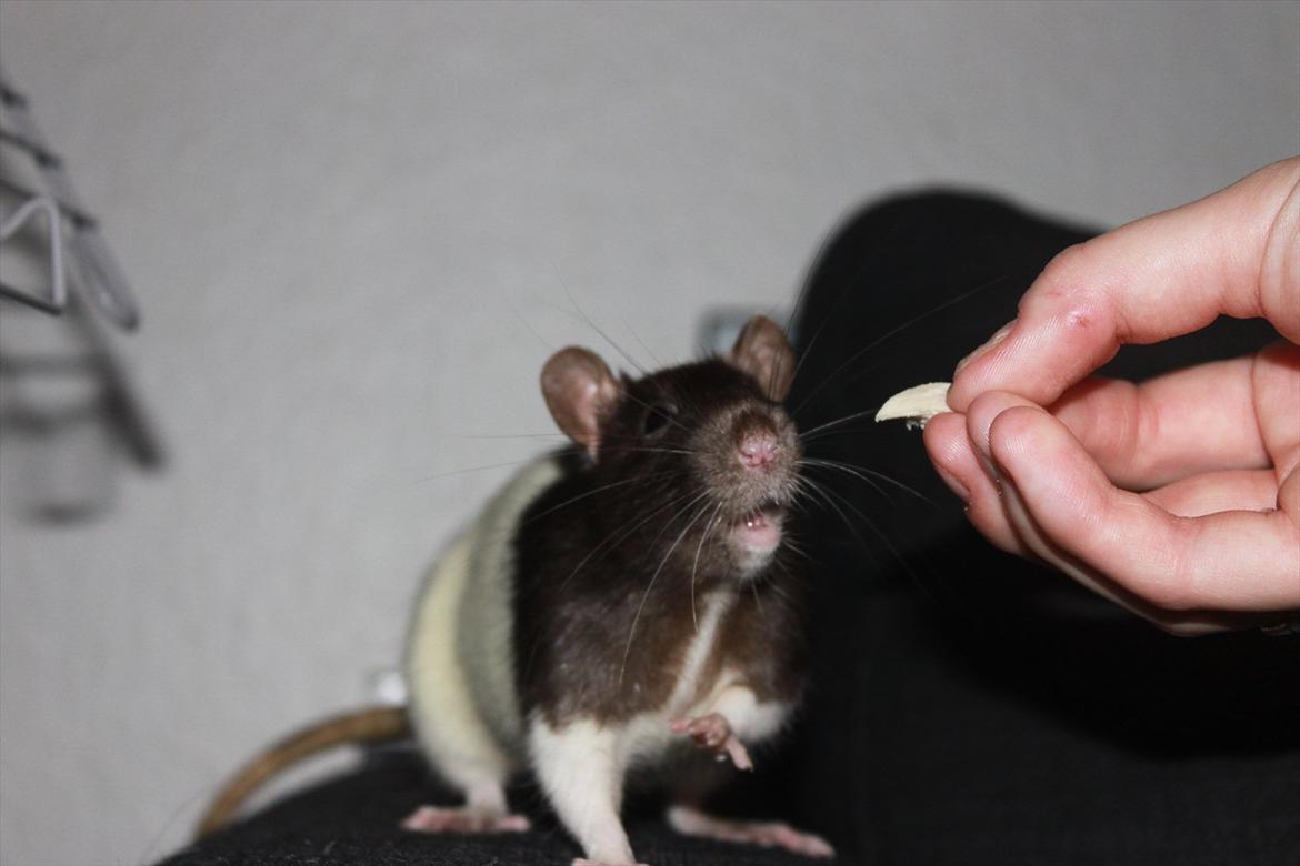 Mine lækre piger. <3 billede 12