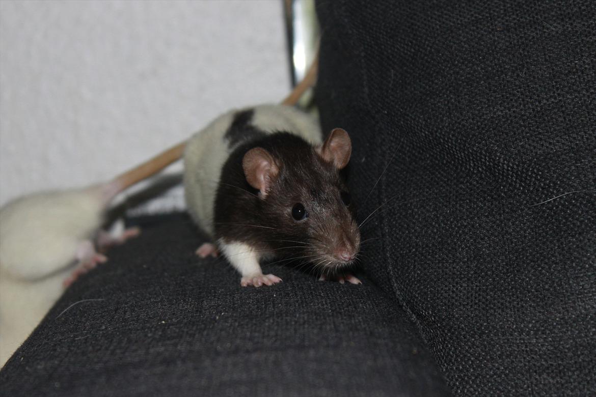 Mine lækre piger. <3 billede 13