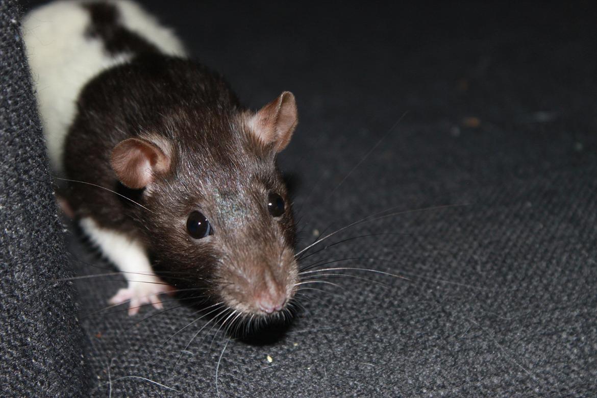 Mine lækre piger. <3 billede 14