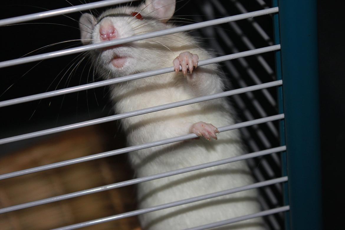 Mine lækre piger. <3 billede 15