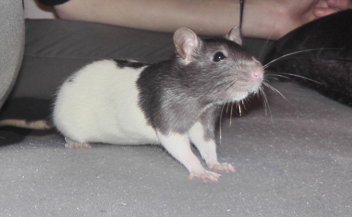 Mine lækre piger. <3 billede 17