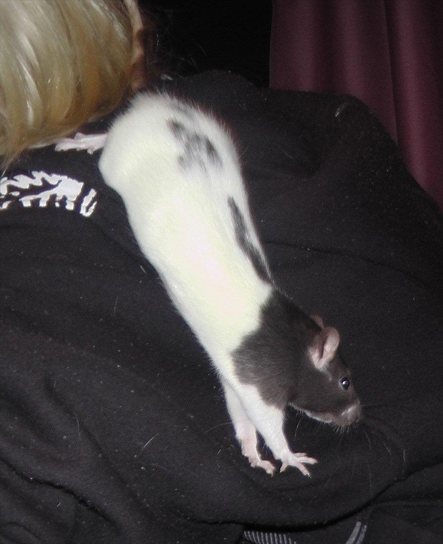 Mine lækre piger. <3 billede 18