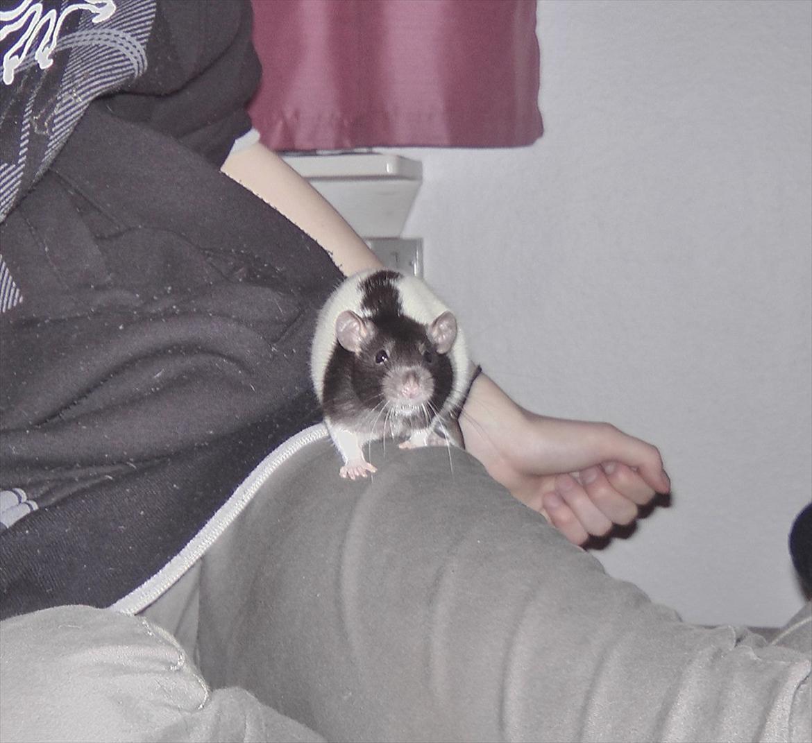 Mine lækre piger. <3 billede 19