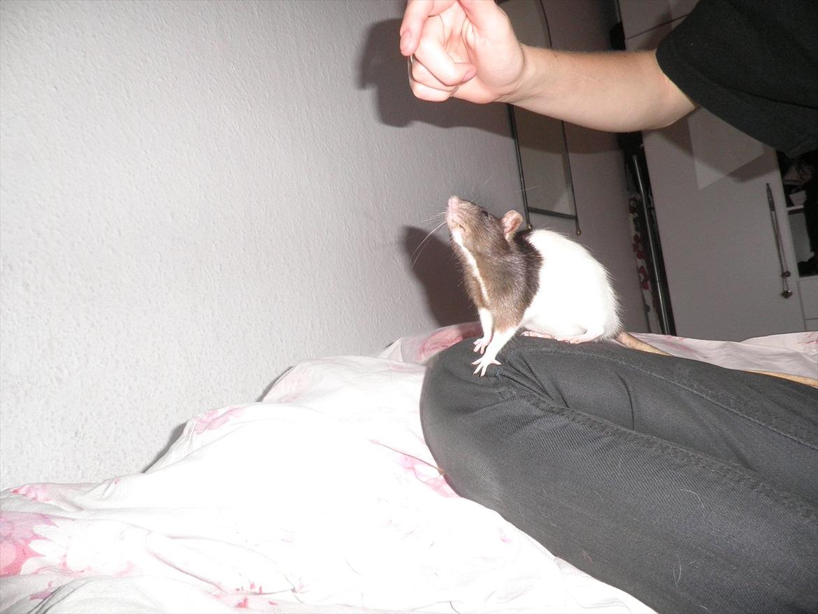 Mine lækre piger. <3 billede 20