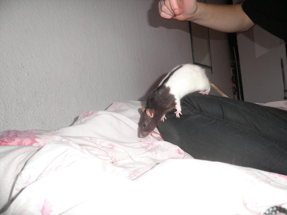 Mine lækre piger. <3 billede 21