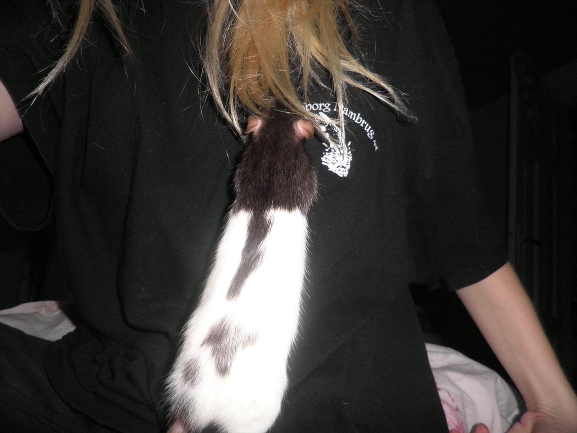 Mine lækre piger. <3 billede 22