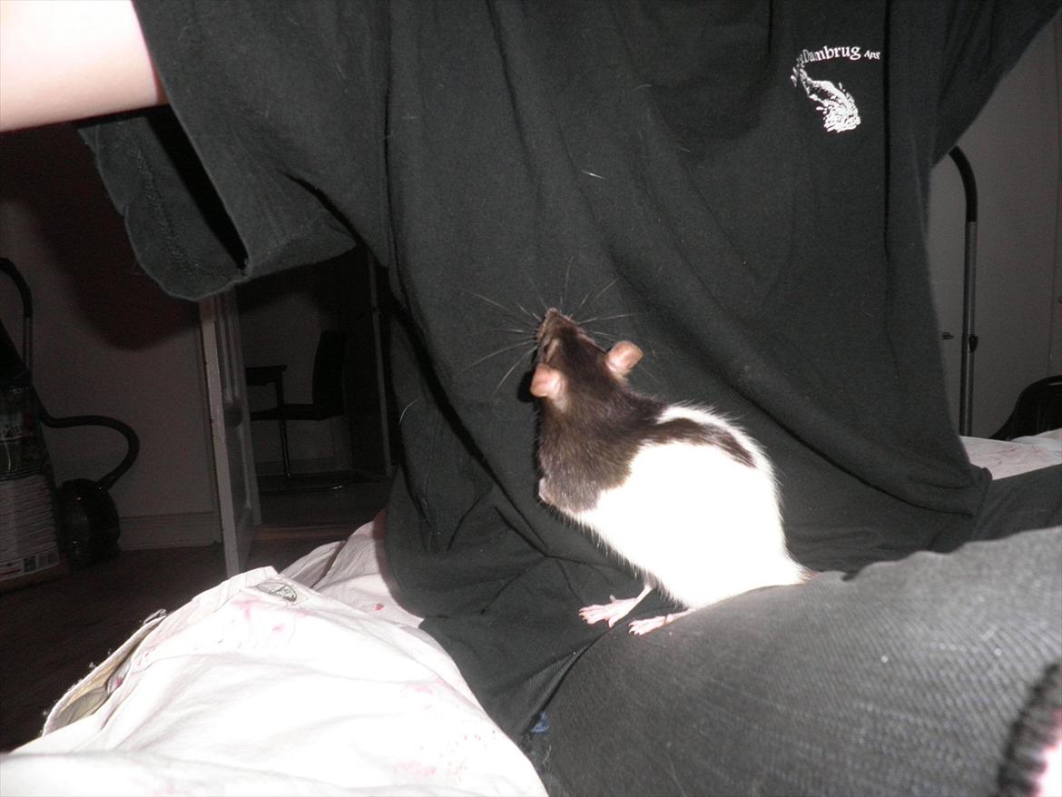 Mine lækre piger. <3 billede 23