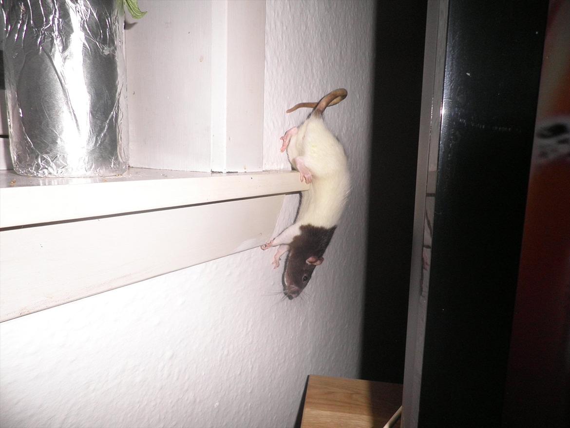 Mine lækre piger. <3 billede 24