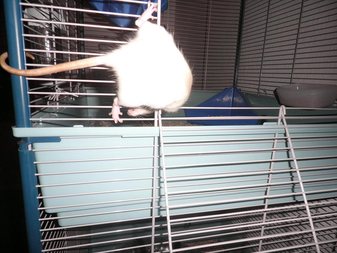 Mine lækre piger. <3 billede 25