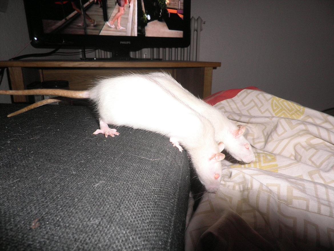 Mine lækre piger. <3 billede 26