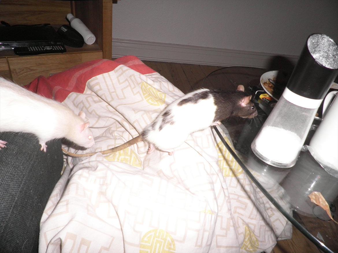 Mine lækre piger. <3 billede 27