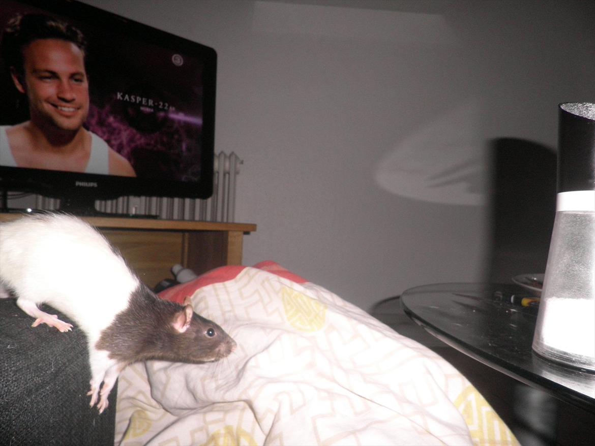 Mine lækre piger. <3 billede 28