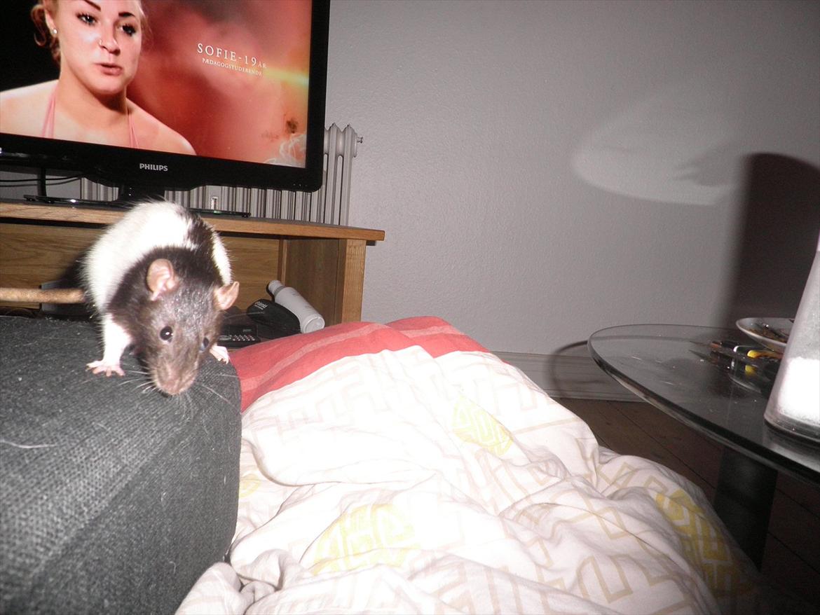 Mine lækre piger. <3 billede 29