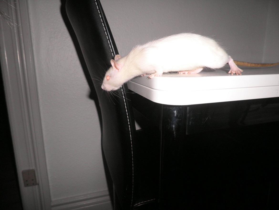 Mine lækre piger. <3 billede 30