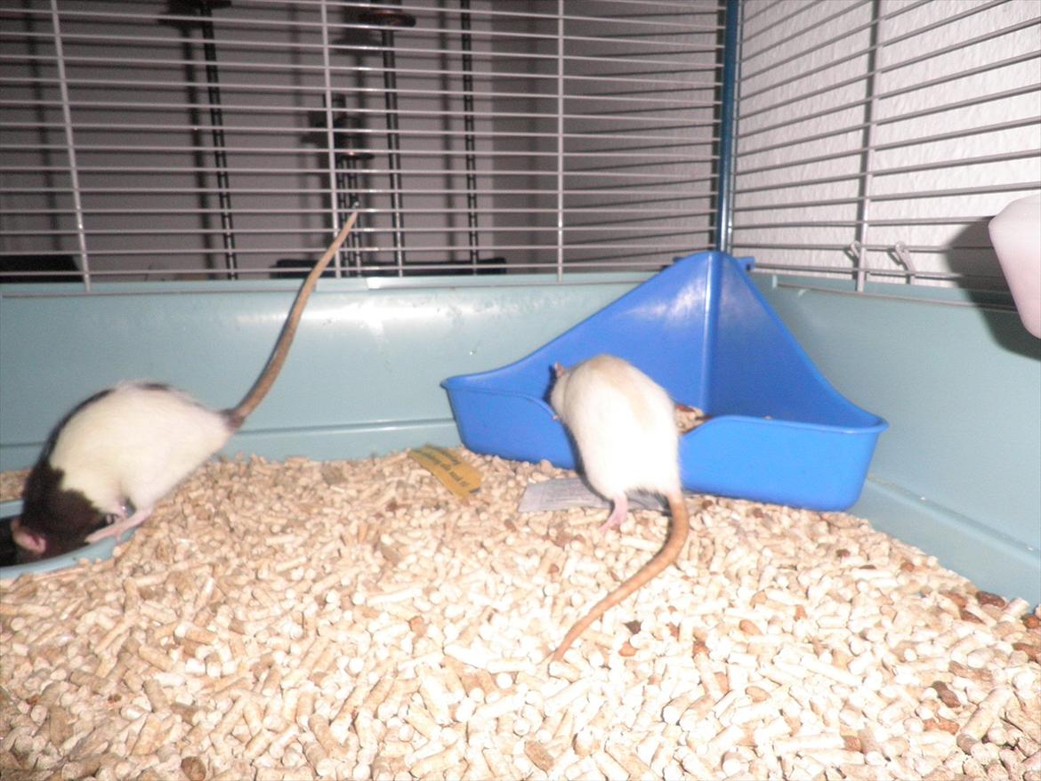 Mine lækre piger. <3 billede 31